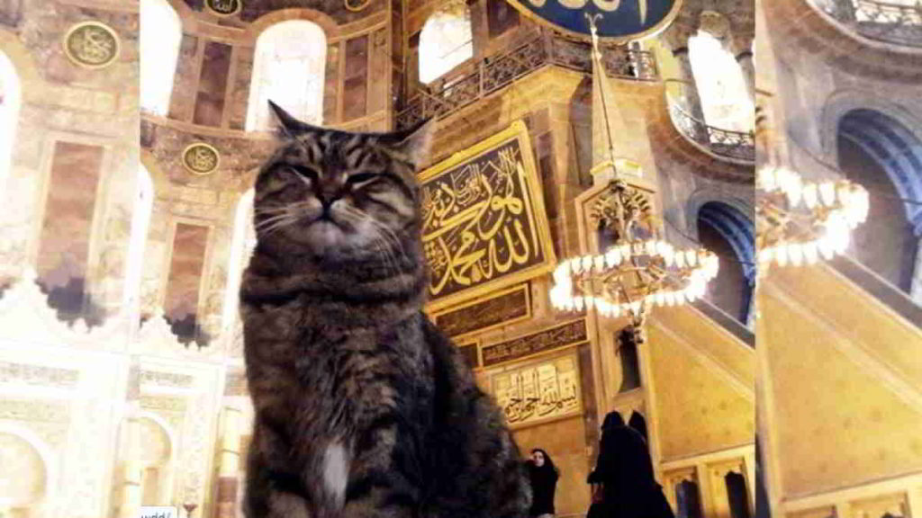 Kucing gembul bernama Gli menjadi penghuni Hagia Sophia selama 17 tahun. Foto : @hagiasophiacat.