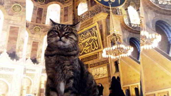 Kucing gembul bernama Gli menjadi penghuni Hagia Sophia selama 17 tahun. Foto : @hagiasophiacat.