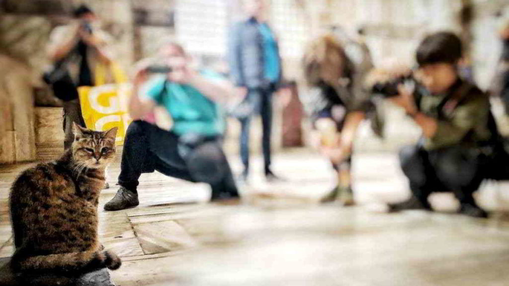 Kucing Gli di Hagia Sophia jadi favorit wisatawan. Foto : @hagiasophiacat.