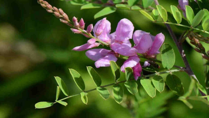Manfaat Tanaman Indigofera, Pakan Alternatif Bergizi untuk Ternak