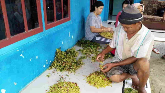 Masuk Musim Panen, Petani Cengkeh di Pamarican Ciamis Sumringah