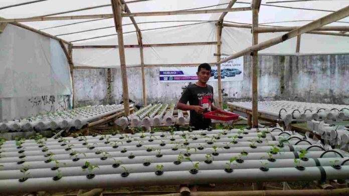 Milenial Tasikmalaya Kembangkan Pertanian