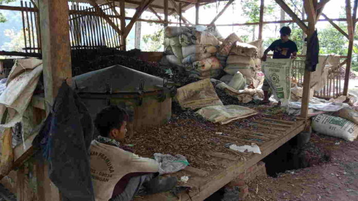 Pabrik Penyulingan Minyak Cengkeh di Ciamis Terkendala Bahan Baku