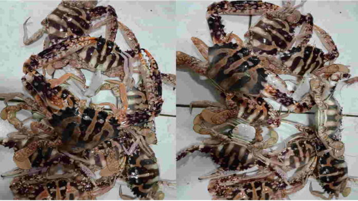 Pantai Pangandaran Dibuka, Harga Kepiting Masih Stabil