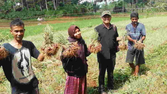 Petani Bawang Merah di Langkaplancar Pangandaran Kesulitan Benih