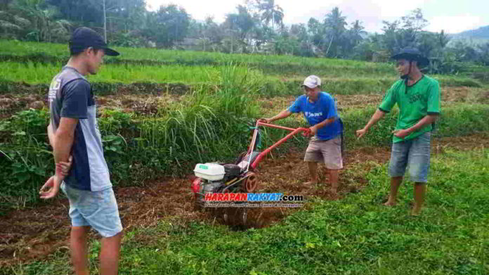 Petani padi beralih tanam jahe di sawah akibat susah mendapatkan pasokan air untuk lahan pertaniannya. Foto: Enceng/HR.