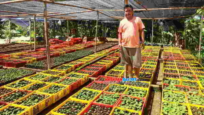 Petani di Salopa memanam pohon kayu balsa untuk interior pesawat. Selain itu, berbagai jenis bibit tanaman lainnya pun tersedia untuk dijual. Foto : Apip Wilianto/HR.
