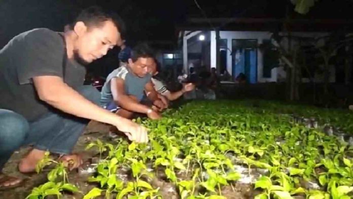 cabe rawit malam hari
