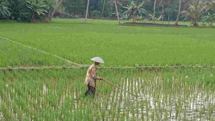 Sawah Tadah Hujan di Pangandaran