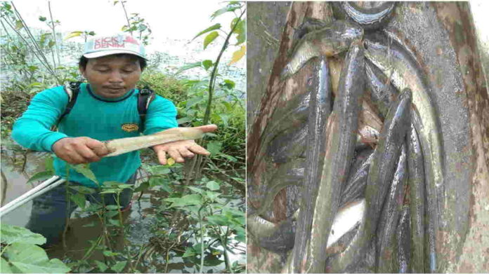 Sawah dan Sungai Meluap, Warga Langensari Banjar Cari Ikan Gabus