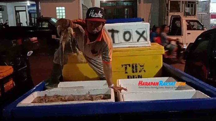 Udang Melimpah di Pangandaran
