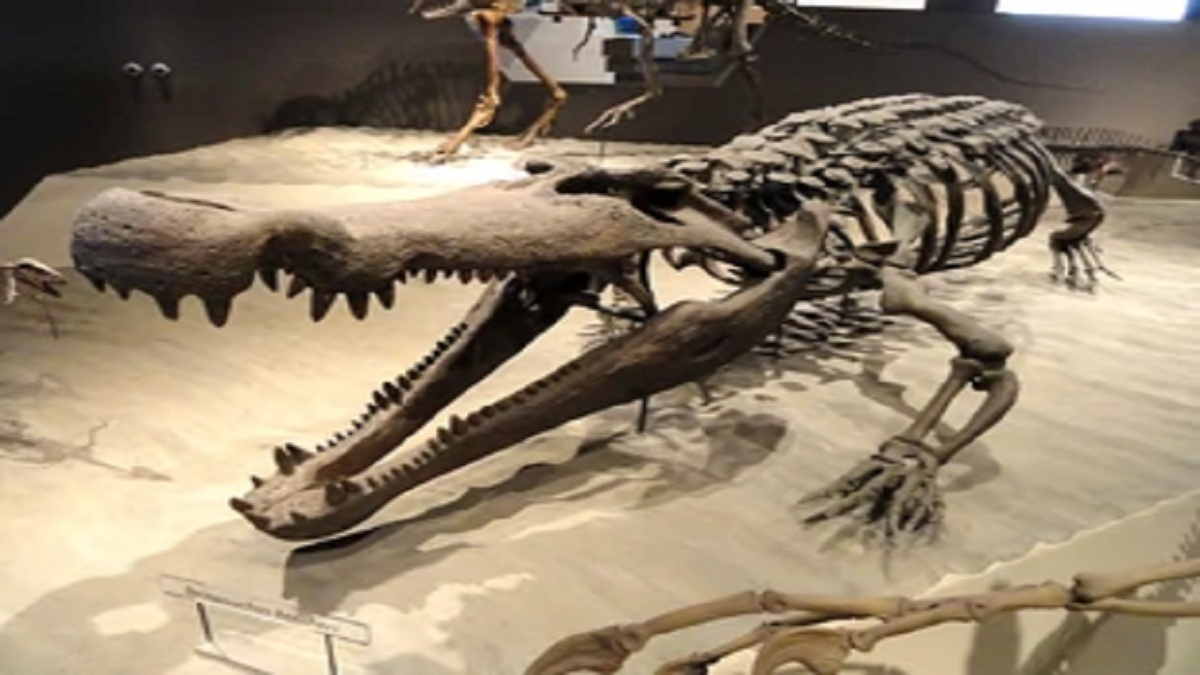  Buaya Purba  Raksasa Deinosuchus Predator Ganas Dengan Gigi 