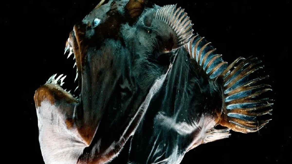 Ikan Laut Dalam Anglerfish Predator Air Bertubuh Kecil