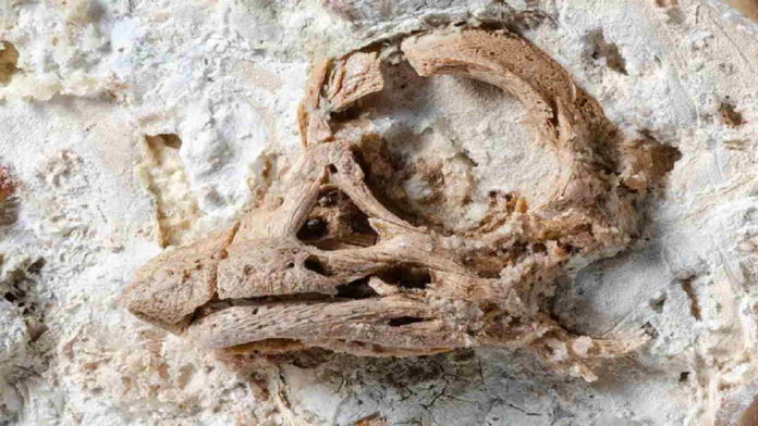 Penelitian Embrio Titanosaurus