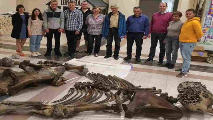 Penemuan Fosil Mammoth Wooly