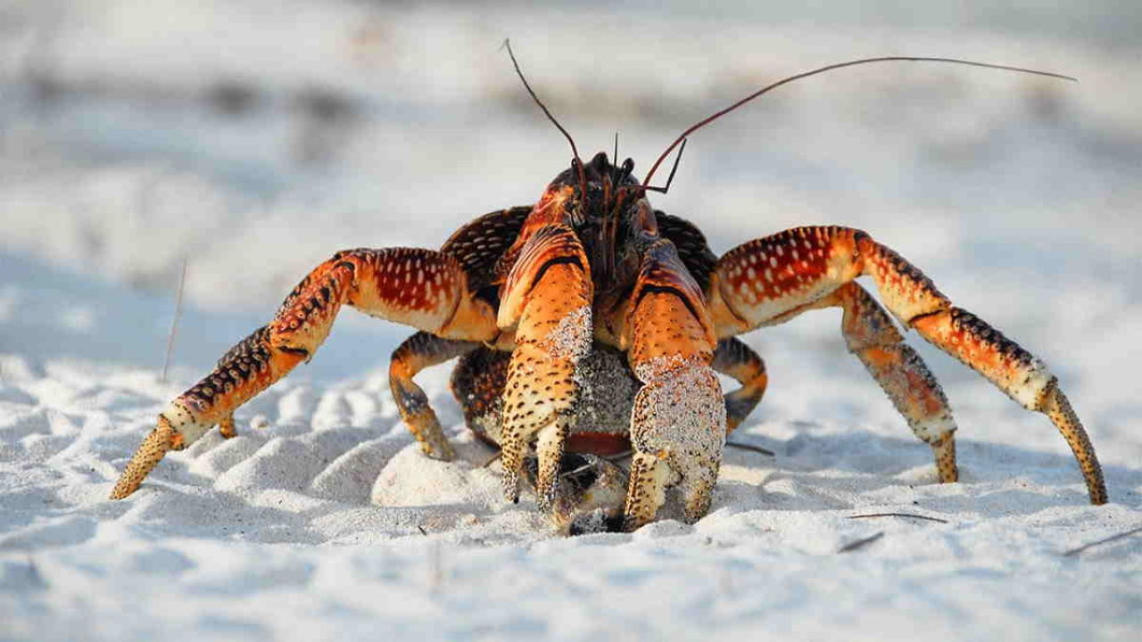 Hewan Vertebrata Dan Avertebrata Klasifikasi Dan Contohnya
