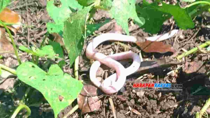 Anakan Ular Kobra