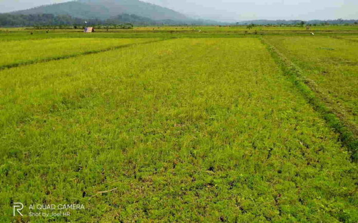 Hektaran Sawah di Pamarican Ciamis