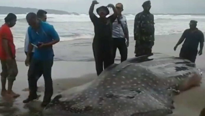 Ikan Hiu Tutul Berbobot 1 Ton Terdampar di Pantai Pangandaran