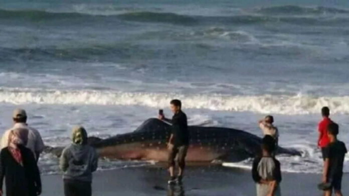 Ikan Paus Tutul Terdampar di Pantai Cipatujah Tasikmalaya