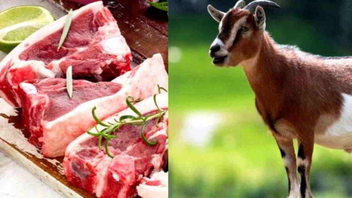 Khasiat daging kambing ternyata sangat baik untuk kesehatan, diantaranya bisa mencegah penyakit kanker dan stroke. Foto: Ilustrasi/Net.