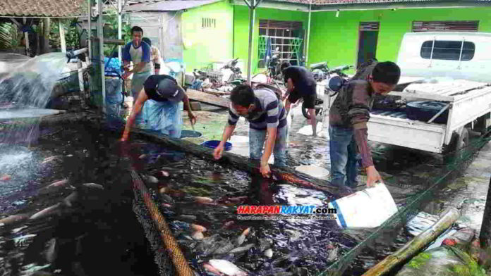 Permintaan ikan air tawar di Kabupaten Pangandaran, Jawa Barat, meningkat tajam. Foto: Entang SR/HR.