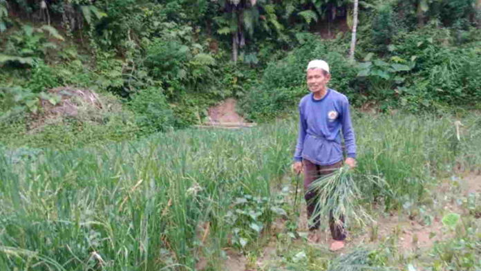 Petani di Pangandaran Manfaatkan Tanaman Padi untuk Pakan Ternak