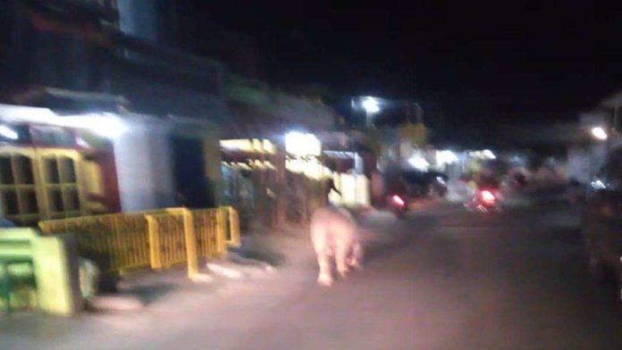 Sapi Kurban di Tasikmalaya
