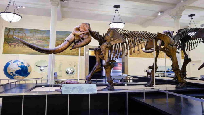 Penelitian Fosil Mastodon