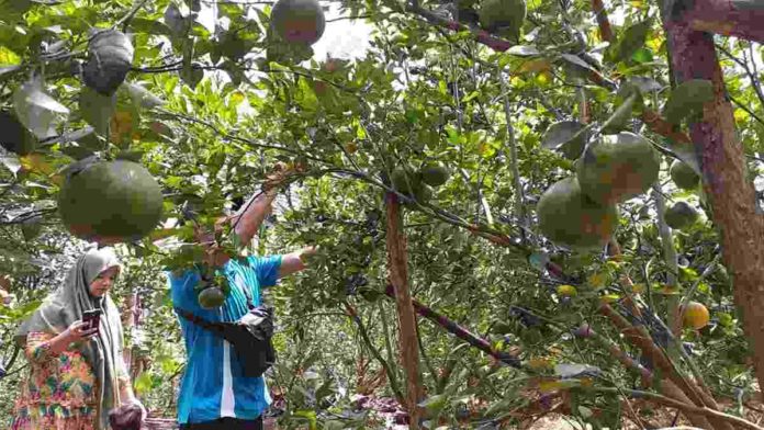 Ada Wisata Petik Jeruk di Ciamis, Bisa Nyicip Jeruk Sepuasnya