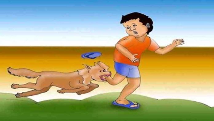 Digigit anjing liar. Foto: Ilustrasi/Net.