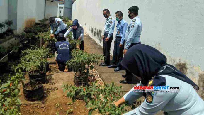 Budidaya cabai rawit