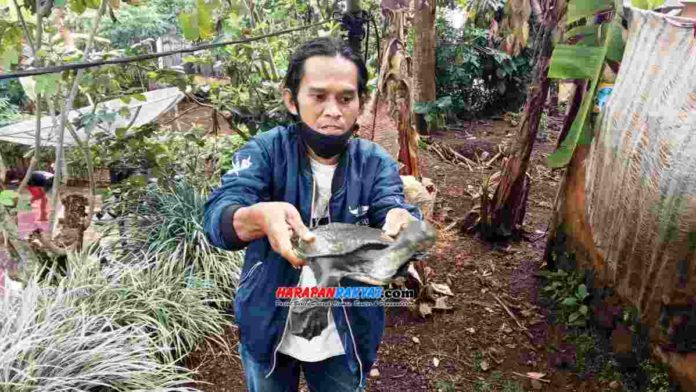 Bulus peliharaan Jamal, warga Cipaku, Kabupaten Ciamis, menjadi jinak setelah dipelihara 2 tahun. Foto: Edji Darsono/HR.