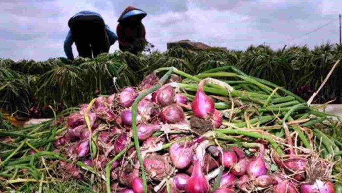 Harga Bawang Merah Anjlok, Petani Panawangan Ciamis Mengeluh