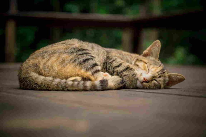 Kucing Bersembunyi Sebelum Mati
