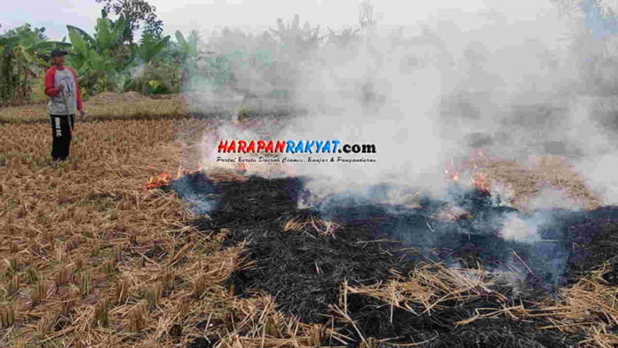 Membakar Jerami untuk Basmi Hama Masih Dilakukan Petani Ciamis