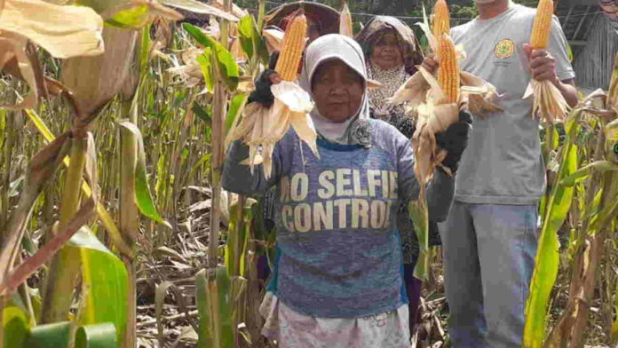 Meski Kemarau, Petani di Desa Talagasari Ciamis Panen Jagung