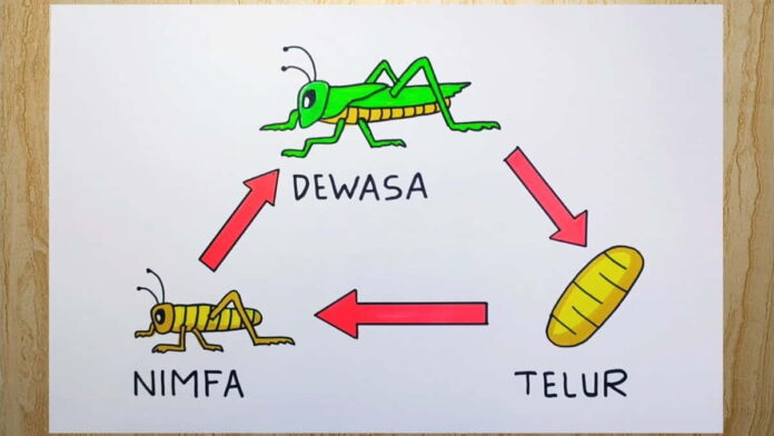 Metamorfosis Tidak Sempurna, Ini Pengertian Hingga Contohnya!