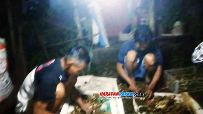 Musim tanam jahe tiba, namun para petani di Kecamatan Langkaplancar, Kabupaten Pangandaran, Jawa Barat, mengeluhkan sulitnya mendapatkan benih jahe. Foto: Enceng/HR.