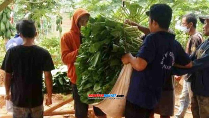 Panen raya warga binaan Lapas Kelas II B Kota Banjar, Jawa Barat, menghasilkan 4 kuintal sayuran jenis sawi hijau. Foto: Muhlisin/HR.