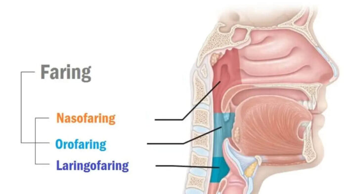 Perbedaan Faring dan Laring Manusia, Definisi hingga Letaknya!