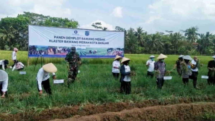 Poktan Mulyasari Mundu Banjar Panen Bawang Merah 11 Ton