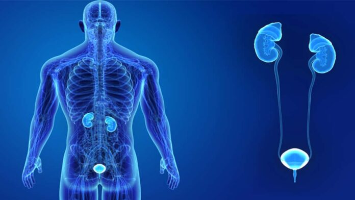 Sistem Ekskresi pada Manusia, Berikut Ini Organ dan Fungsinya!