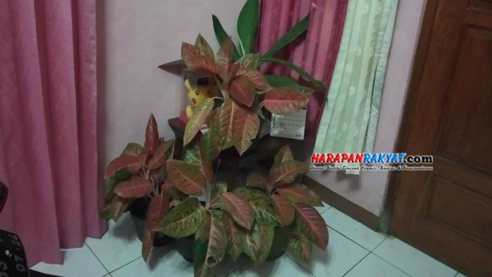 Tanaman Hias Aglonema Merah