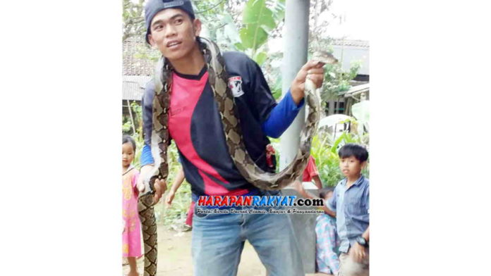 Ular Sanca Kembang