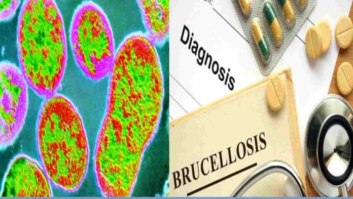 Wabah Brucellosis dari China