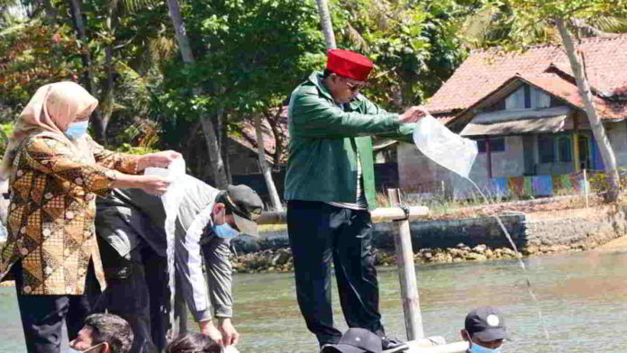Wagub Jabar Uu Ruzhanul Ulum tebar benih udang windu serta nener ikan bandeng untuk jaga Ekosistem Pantai Pangandaran, Jawa Barat,