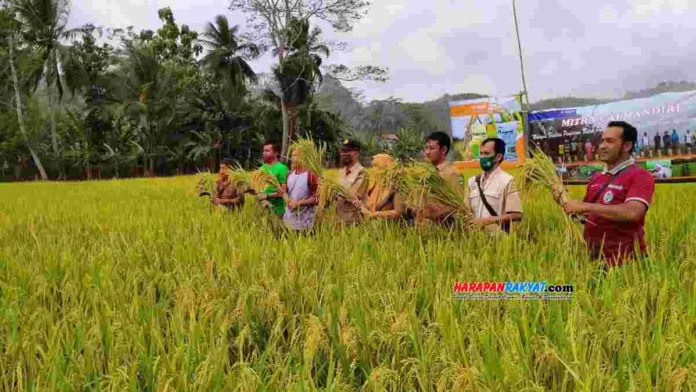 kemarau