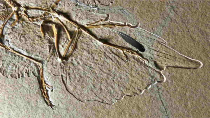 Fosil Bulu Archaeopteryx