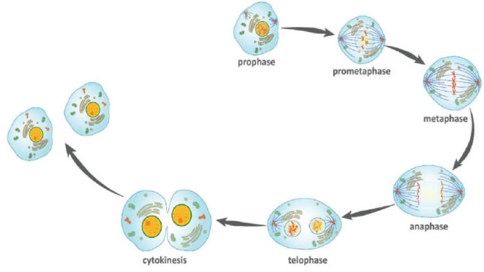Pembelahan Sel Mitosis